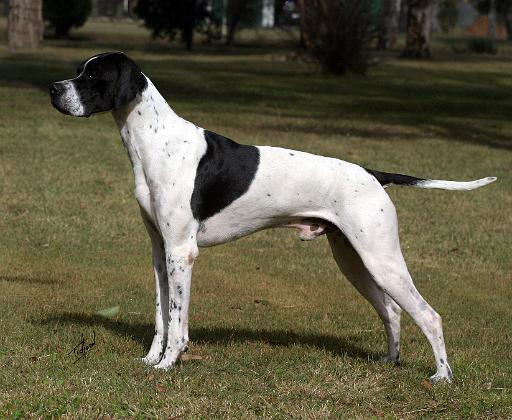 Pointer 9Y407D-009.JPG